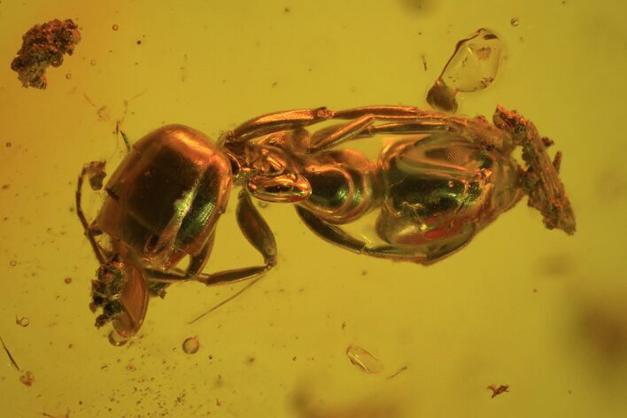 Fossil Ant (Formicidae) In Baltic Amber #84613